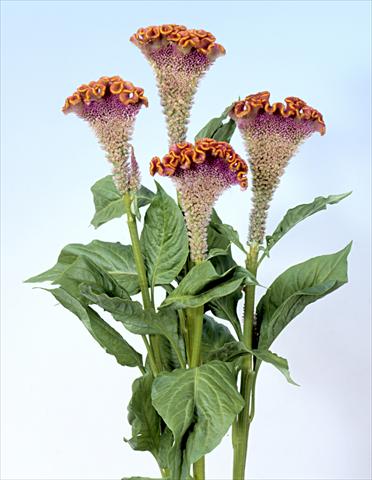 Foto de variedad de flores para ser usadas como: Maceta y planta de temporada Celosia cristata Bombay Fiora