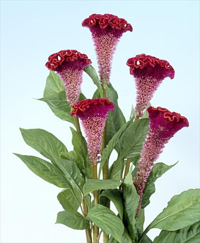 Foto de variedad de flores para ser usadas como: Maceta y planta de temporada Celosia cristata Bombay Fire