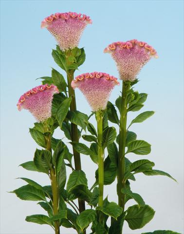 Foto de variedad de flores para ser usadas como: Maceta y planta de temporada Celosia cristata Bombay Firosa