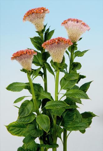 Foto de variedad de flores para ser usadas como: Maceta y planta de temporada Celosia cristata Bombay Fisal