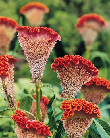 Foto de variedad de flores para ser usadas como: Maceta y planta de temporada Celosia cristata Bombay Orange