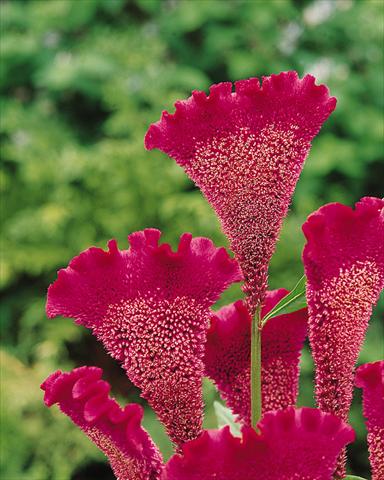 Foto de variedad de flores para ser usadas como: Maceta y planta de temporada Celosia cristata Bombay Purple