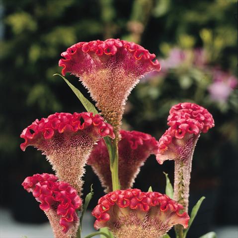 Foto de variedad de flores para ser usadas como: Maceta y planta de temporada Celosia cristata Bombay Salmon