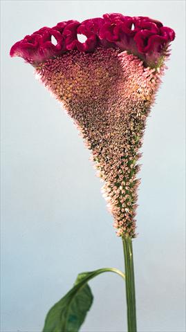 Foto de variedad de flores para ser usadas como: Maceta y planta de temporada Celosia cristata Bombay Velvet