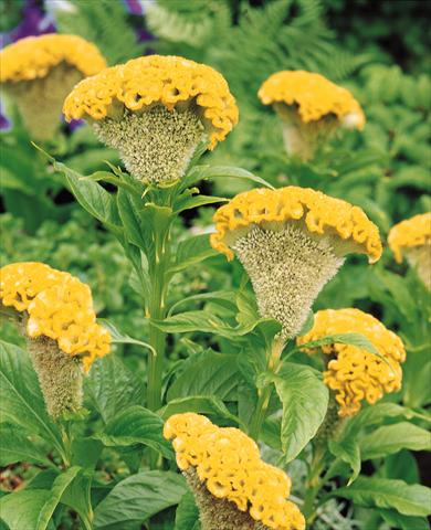 Foto de variedad de flores para ser usadas como: Maceta y planta de temporada Celosia cristata Bombay Yellow Gold