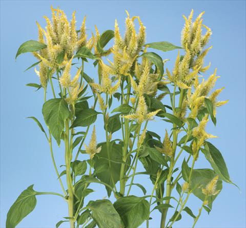 Foto de variedad de flores para ser usadas como: Maceta y planta de temporada Celosia spicata Celway Lemon Yellow