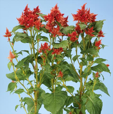 Foto de variedad de flores para ser usadas como: Maceta y planta de temporada Celosia spicata Celway Orange