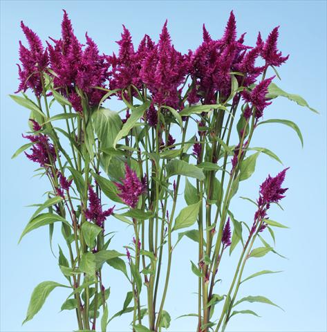 Foto de variedad de flores para ser usadas como: Maceta y planta de temporada Celosia spicata Celway Purple
