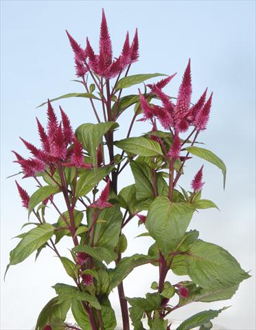 Foto de variedad de flores para ser usadas como: Maceta y planta de temporada Celosia spicata Celway Red