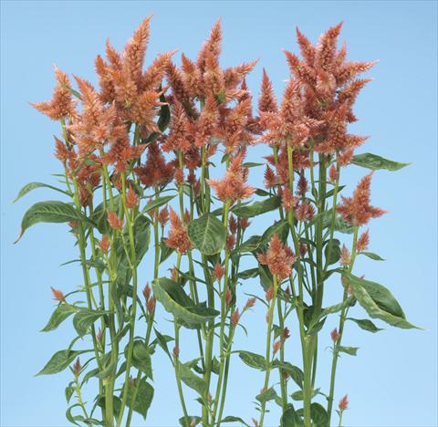 Foto de variedad de flores para ser usadas como: Maceta y planta de temporada Celosia spicata Celway Salmon