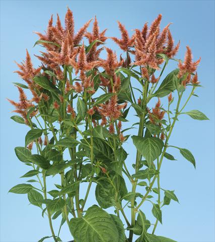 Foto de variedad de flores para ser usadas como: Maceta y planta de temporada Celosia spicata Celway Terracotta