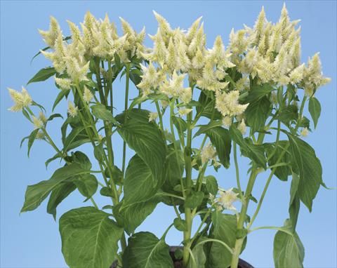 Foto de variedad de flores para ser usadas como: Maceta y planta de temporada Celosia spicata Celway White
