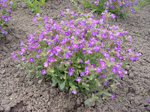 Foto de variedad de flores para ser usadas como: Maceta y planta de temporada Chaenarrhinum organifolium Arista