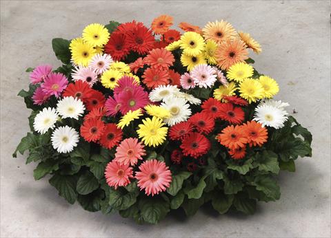 Foto de variedad de flores para ser usadas como: Maceta y planta de temporada Gerbera jamesonii Mega Revolution Formula Mix