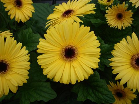 Foto de variedad de flores para ser usadas como: Maceta y planta de temporada Gerbera jamesonii Mega Revolution Golden Yellow Dark Centre