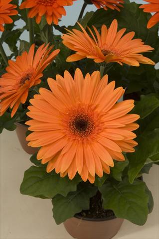Foto de variedad de flores para ser usadas como: Maceta y planta de temporada Gerbera jamesonii Mega Revolution Orange Dark Centre