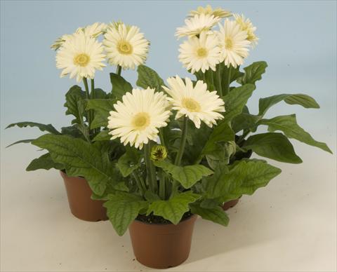 Foto de variedad de flores para ser usadas como: Maceta y planta de temporada Gerbera jamesonii Mega Revolution White