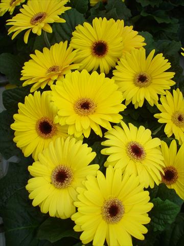 Foto de variedad de flores para ser usadas como: Maceta y planta de temporada Gerbera jamesonii Mega Revolution Yellow Shades