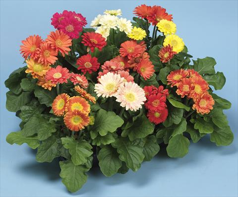 Foto de variedad de flores para ser usadas como: Maceta y planta de temporada Gerbera jamesonii Micro Revolution Irish Eyes Mix