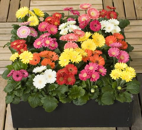 Foto de variedad de flores para ser usadas como: Maceta y planta de temporada Gerbera jamesonii Mini Revolution Formula Mix