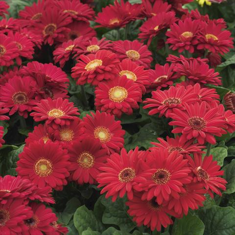 Foto de variedad de flores para ser usadas como: Maceta y planta de temporada Gerbera jamesonii Mini Revolution Red