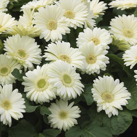 Foto de variedad de flores para ser usadas como: Maceta y planta de temporada Gerbera jamesonii Mini Revolution White