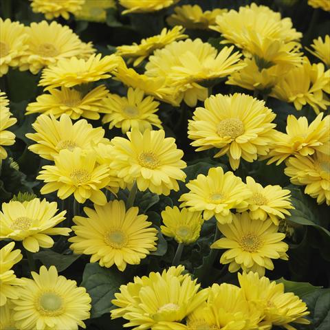 Foto de variedad de flores para ser usadas como: Maceta y planta de temporada Gerbera jamesonii Mini Revolution Yellow