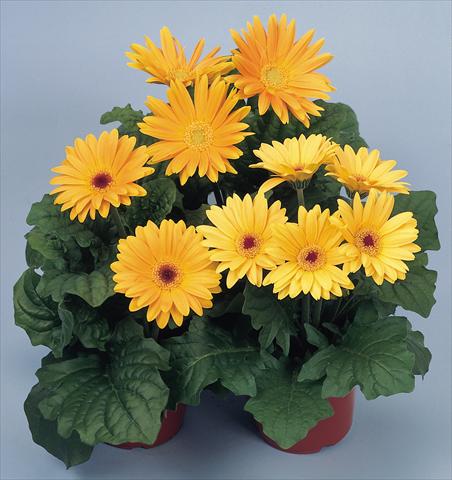 Foto de variedad de flores para ser usadas como: Maceta y planta de temporada Gerbera jamesonii Revolution Golden Yellow Shades