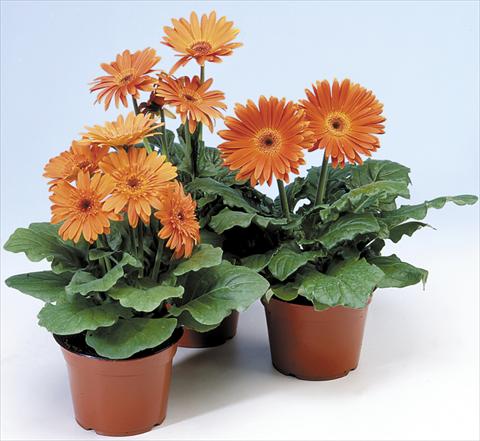 Foto de variedad de flores para ser usadas como: Maceta y planta de temporada Gerbera jamesonii Revolution Pastel Orange Dark Centre