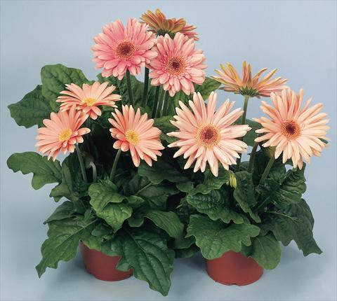 Foto de variedad de flores para ser usadas como: Maceta y planta de temporada Gerbera jamesonii Revolution Pastel Pink Shades Dark Centre