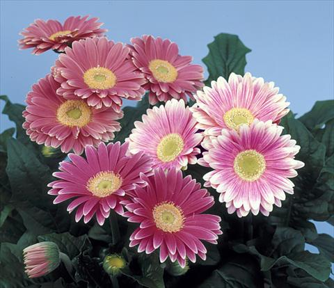 Foto de variedad de flores para ser usadas como: Maceta y planta de temporada Gerbera jamesonii Revolution Pink Green Centre