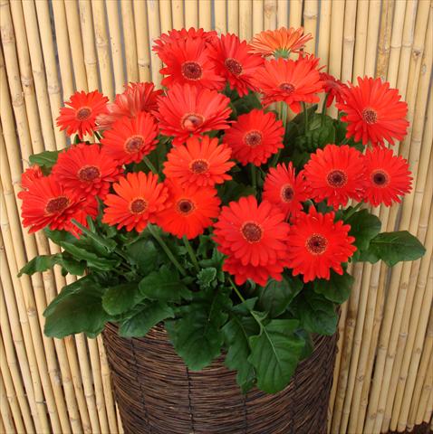 Foto de variedad de flores para ser usadas como: Maceta y planta de temporada Gerbera jamesonii Revolution Red Dark Centre