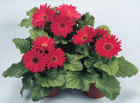 Foto de variedad de flores para ser usadas como: Maceta y planta de temporada Gerbera jamesonii Revolution Red Shades Dark Centre