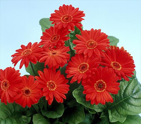Foto de variedad de flores para ser usadas como: Maceta y planta de temporada Gerbera jamesonii Revolution Scarlet Dark Centre