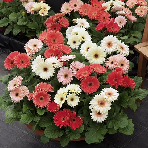 Foto de variedad de flores para ser usadas como: Maceta y planta de temporada Gerbera jamesonii Revolution Spring Pastels