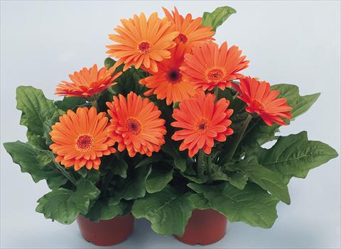 Foto de variedad de flores para ser usadas como: Maceta y planta de temporada Gerbera jamesonii Revolution Terracotta