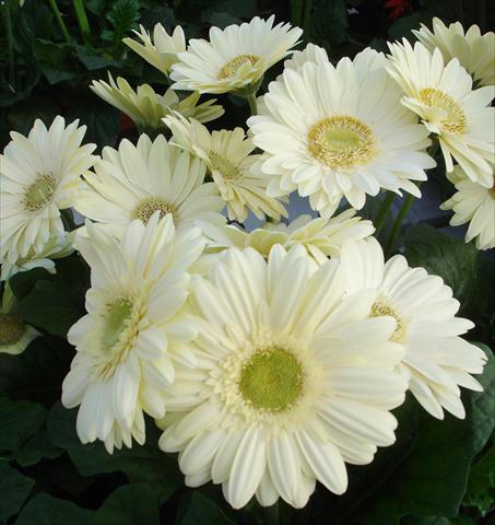 Foto de variedad de flores para ser usadas como: Maceta y planta de temporada Gerbera jamesonii Revolution White
