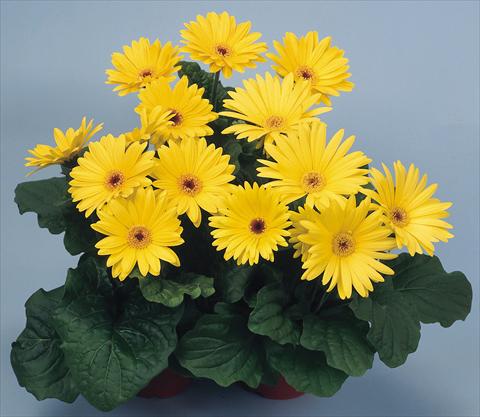Foto de variedad de flores para ser usadas como: Maceta y planta de temporada Gerbera jamesonii Revolution Yellow Dark Centre
