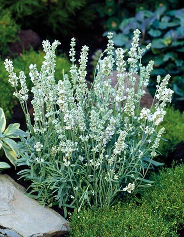 Foto de variedad de flores para ser usadas como: Maceta y planta de temporada Lavandula angustifolia Ellagance Ice