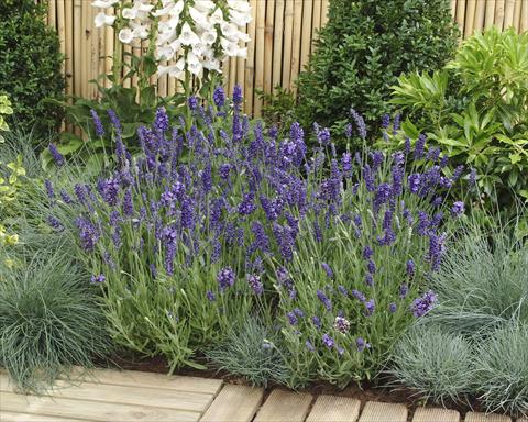 Foto de variedad de flores para ser usadas como: Maceta y planta de temporada Lavandula angustifolia Ellagance Purple