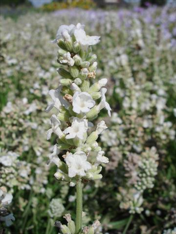 Foto de variedad de flores para ser usadas como: Maceta y planta de temporada Lavandula angustifolia Ellagance Snow