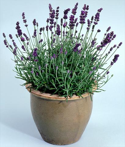 Foto de variedad de flores para ser usadas como: Maceta y planta de temporada Lavandula angustifolia Lavance Purple