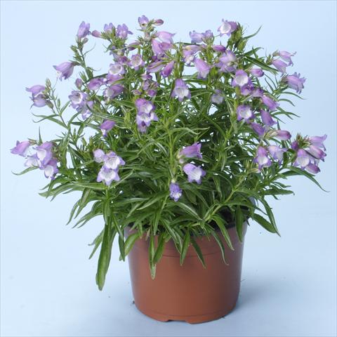 Foto de variedad de flores para ser usadas como: Maceta y planta de temporada Penstemon x mexicali Carillo Purple