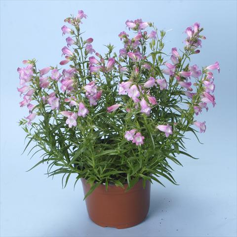 Foto de variedad de flores para ser usadas como: Planta de temporada / borde del macizo Penstemon x mexicali Carillo Rose