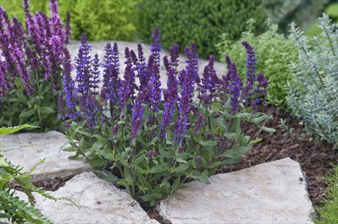 Foto de variedad de flores para ser usadas como: Planta de temporada / borde del macizo Salvia nemorosa New Dimension Deep Blue