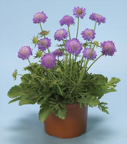 Foto de variedad de flores para ser usadas como: Planta de temporada / borde del macizo Scabiosa columbaria Blue Note