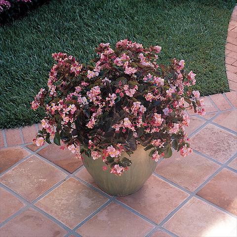 Foto de variedad de flores para ser usadas como: Maceta y planta de temporada Begonia x hybrida Baby Wing Pink