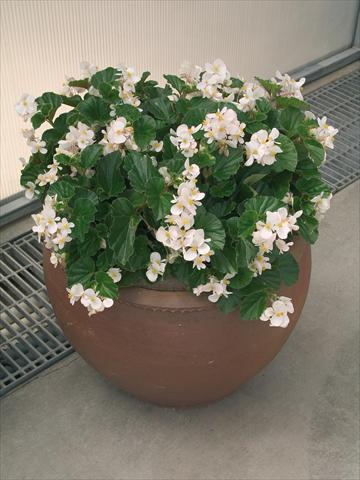 Foto de variedad de flores para ser usadas como: Maceta y planta de temporada Begonia x hybrida Baby Wing White