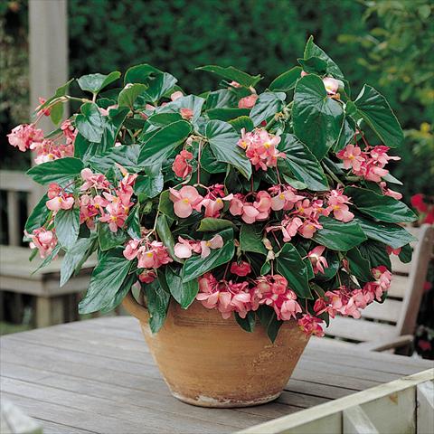 Foto de variedad de flores para ser usadas como: Maceta y planta de temporada Begonia x hybrida Dragon Wing Pink