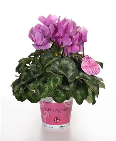 Foto de variedad de flores para ser usadas como: Maceta y planta de temporada Cyclamen persicum Charisma F1